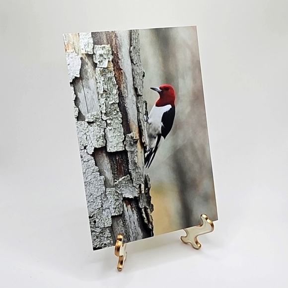 4x6 Red Headed Woodpecker‎ on a Tree Print - Picture 4 of 4